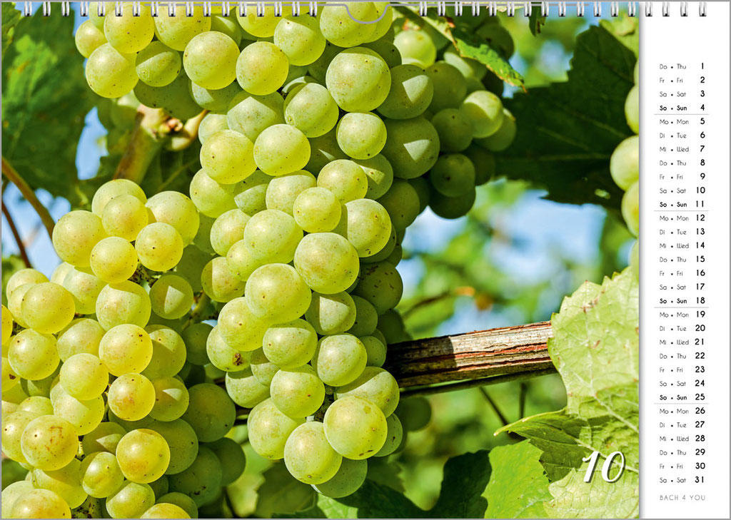 Grapes in the Wine Wall Calendar from the Publisher "Bach 4 You". It Is One of 12 Wine Wall Calendars.