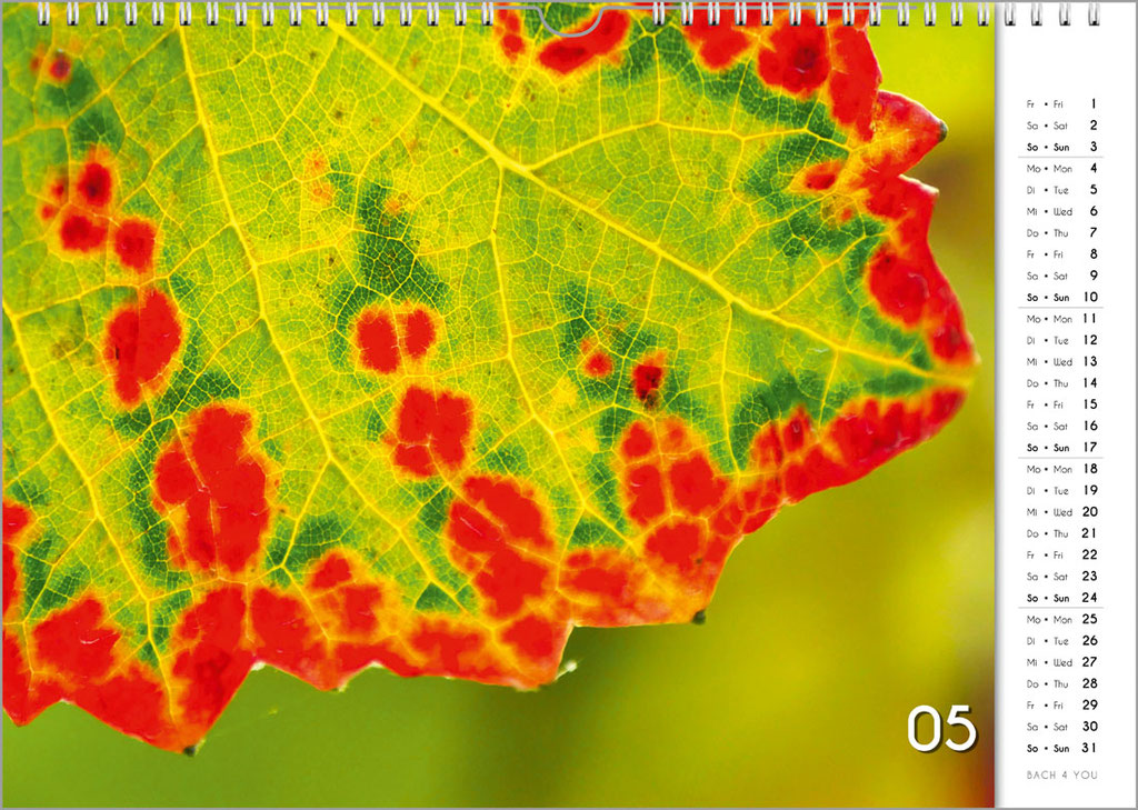 The Wine Wall Calendar "Fireworks" ... "Only" Motley Autumn Wine Leaves. One of 12 Wine Wall Calendars from "Bach 4 You".