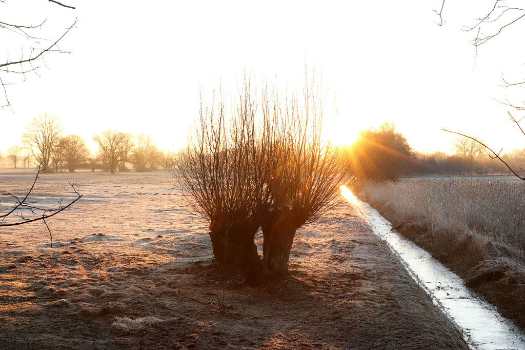 Winterlicher Sonnenaufgang in der Altmark - Prints, Poster, Naturfotografie von Malina Bura