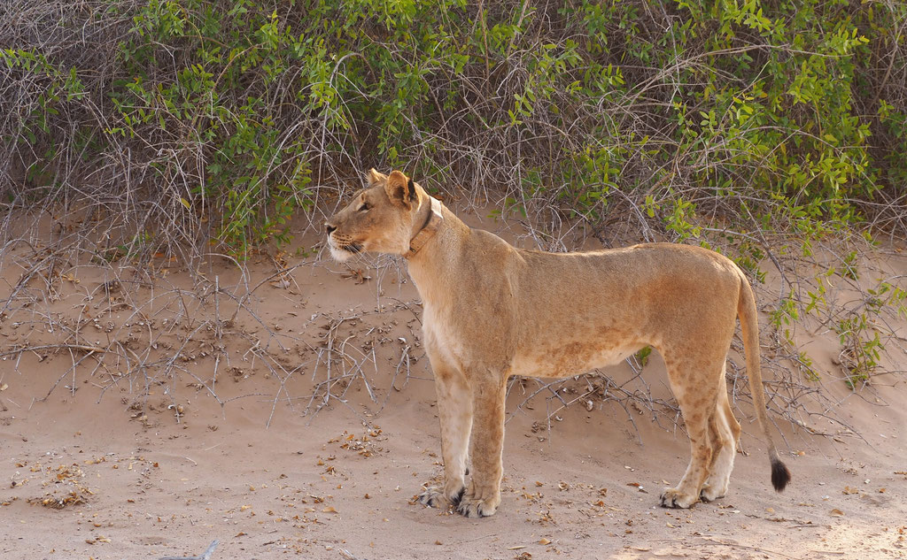 Lions du désert ; Hoanib ; Namibie