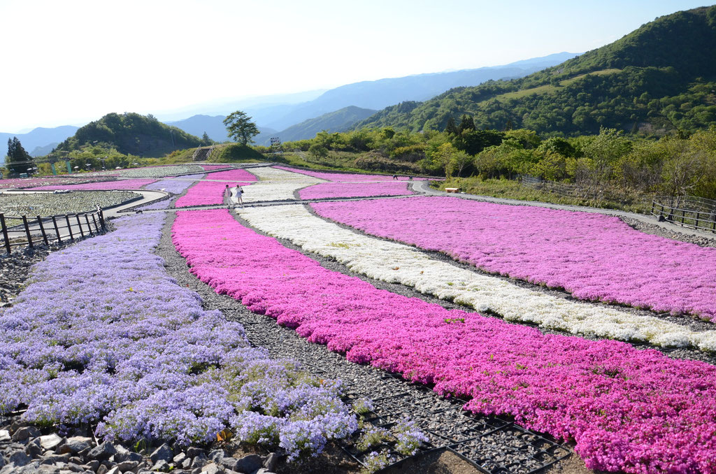 茶臼山高原