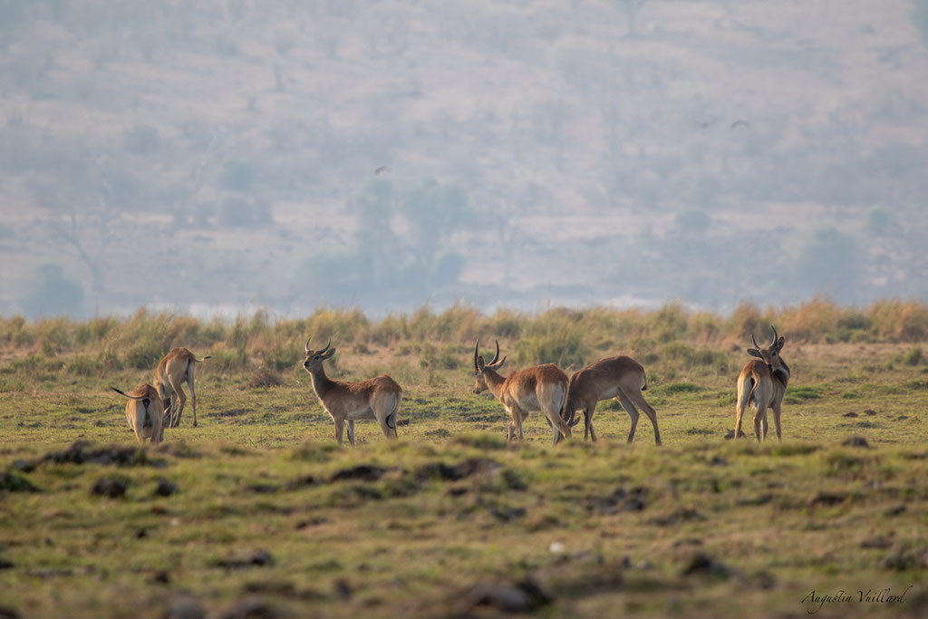 Cobes de lechwe