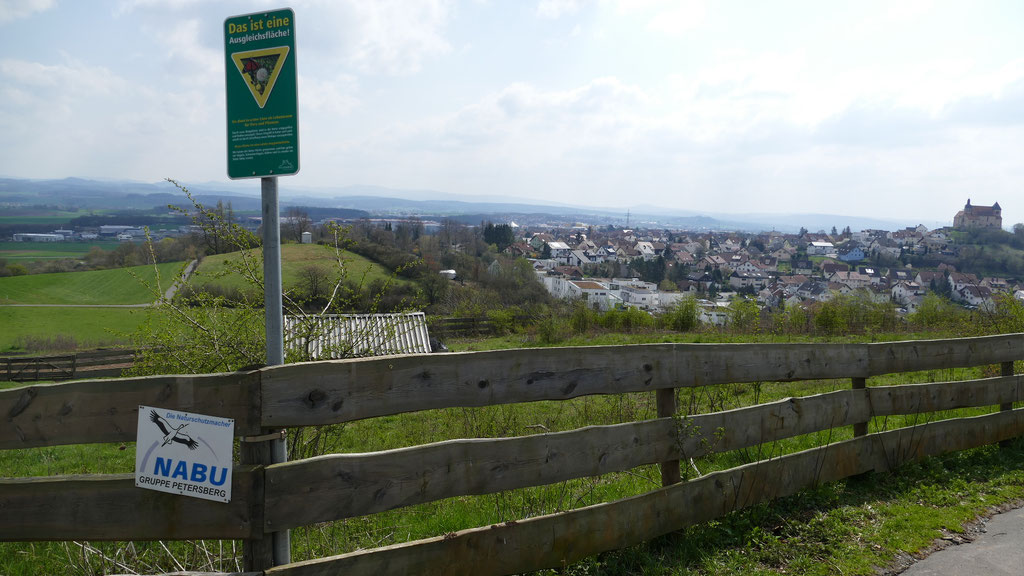 Die Weide am Rauschenberg