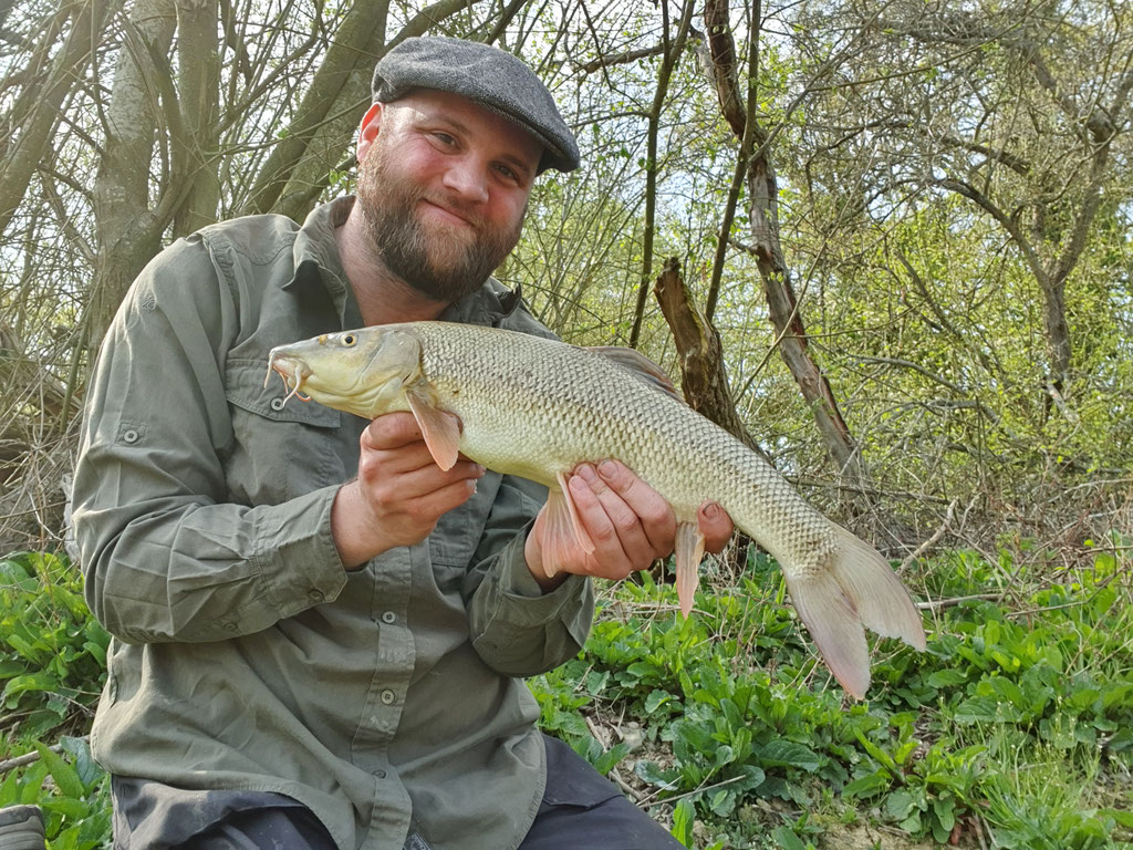 Barbel