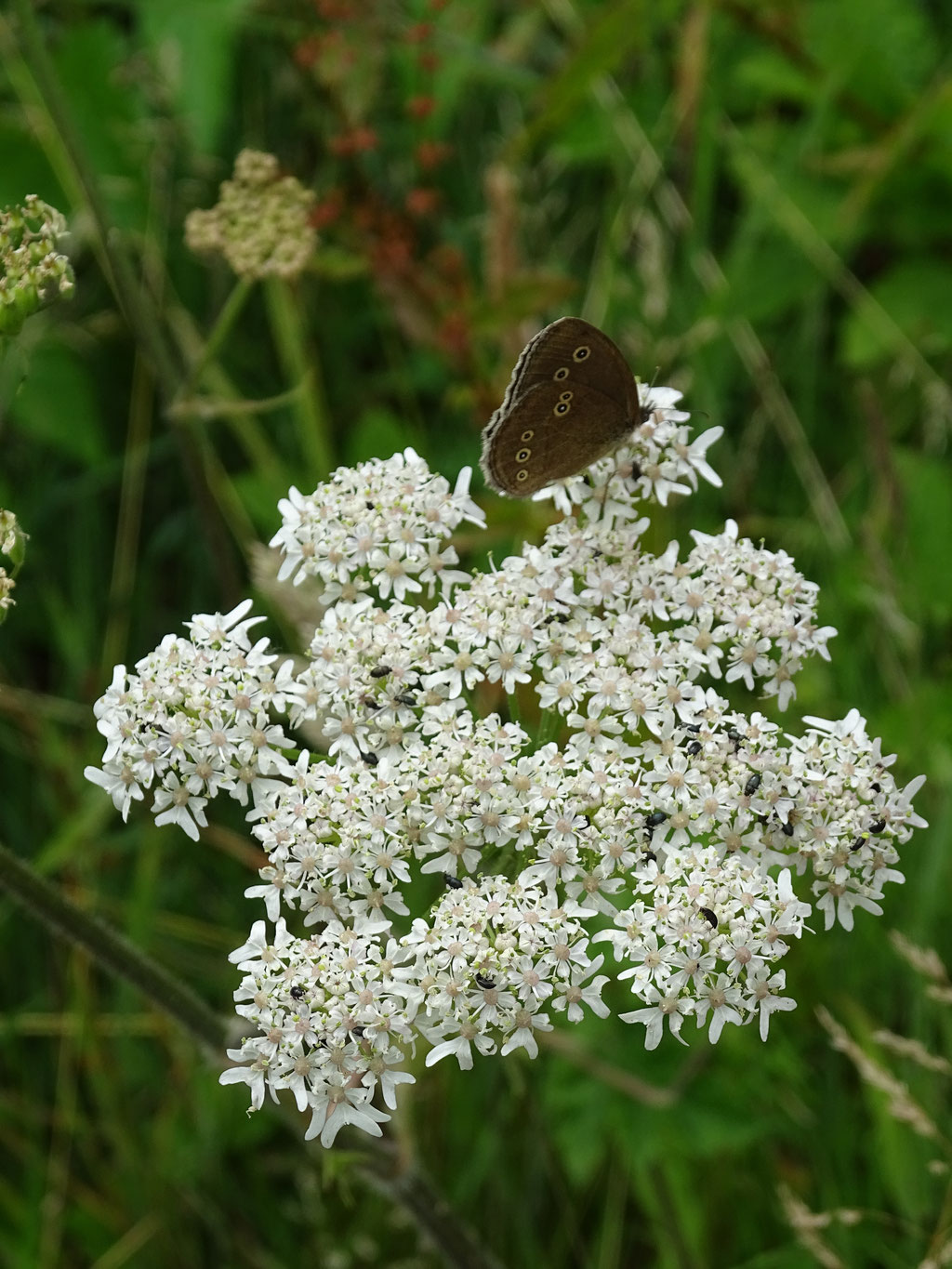 Meadow Brown Butterfly on Cow Parsley (photo by Steve Self)