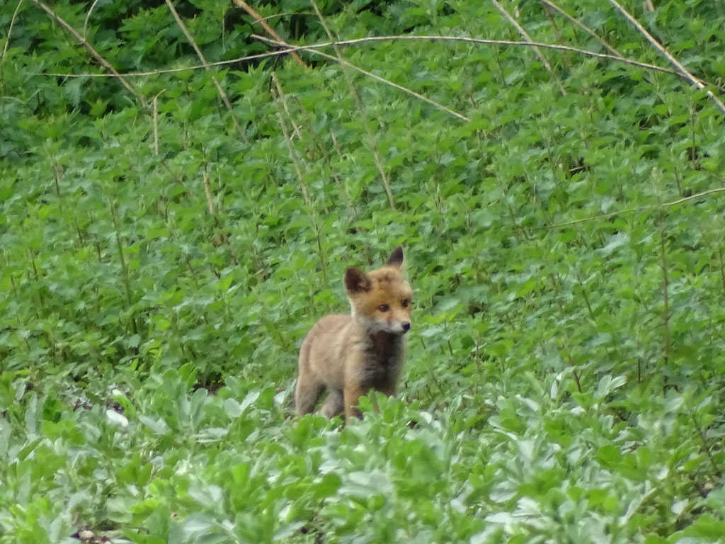 Fox cub (photo by Steve Self)