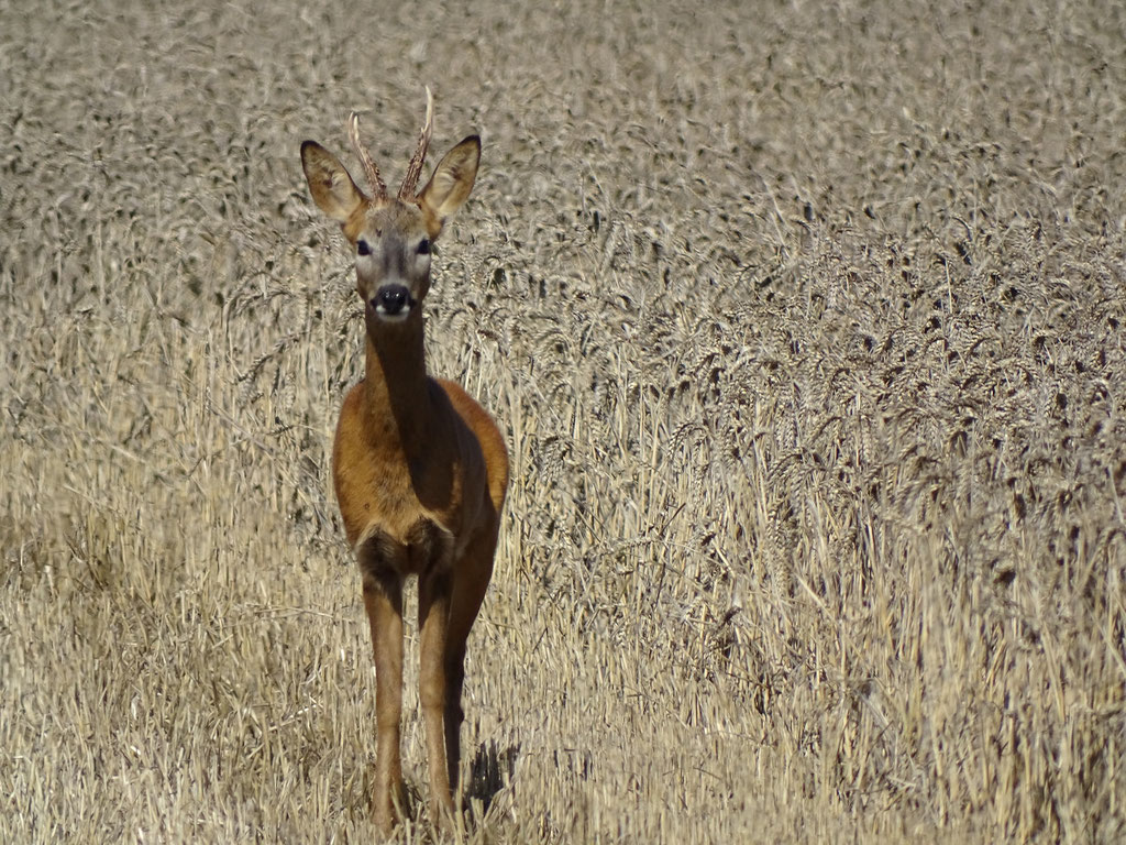 Roe Deer (photo by Steve Self)