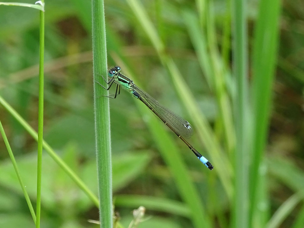 Blue Tailed Damselfly (photo by Steve Self)