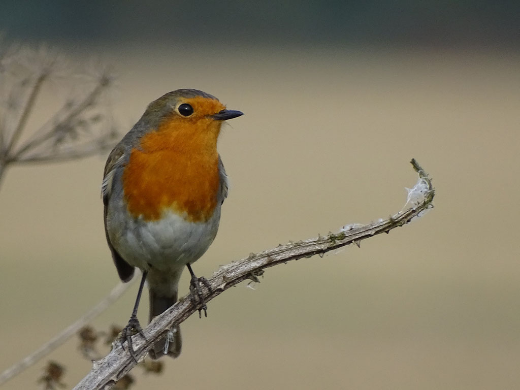 Robin (photo by Steve Self)
