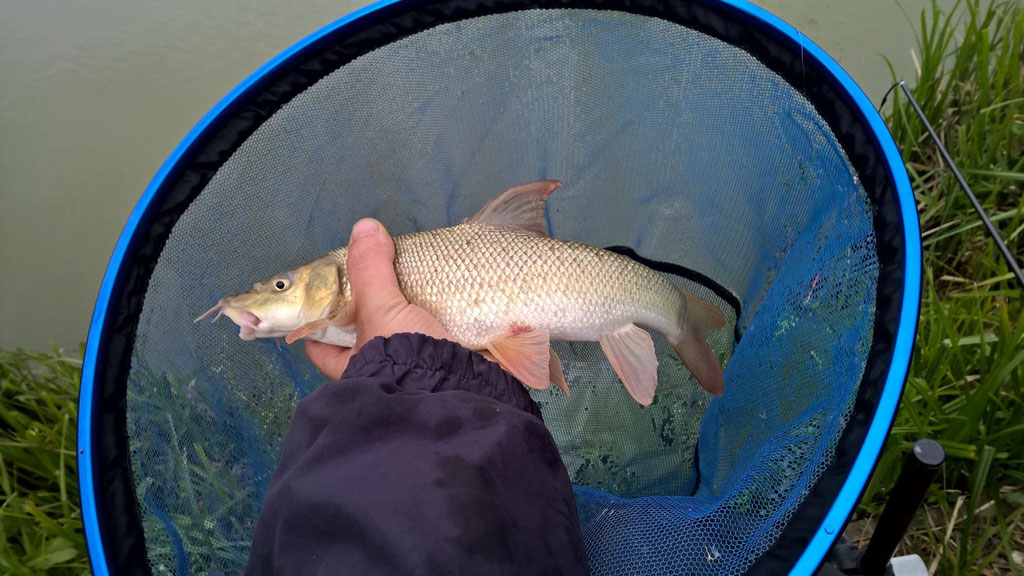 One of the barbel from Gareth Bulbeck's haul of pole caught fish including 2 carp, 2 barbel, 4 tench and 67 skimmers and rudd, all caught on dead maggot or paste. 