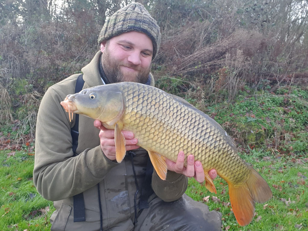 Common Carp