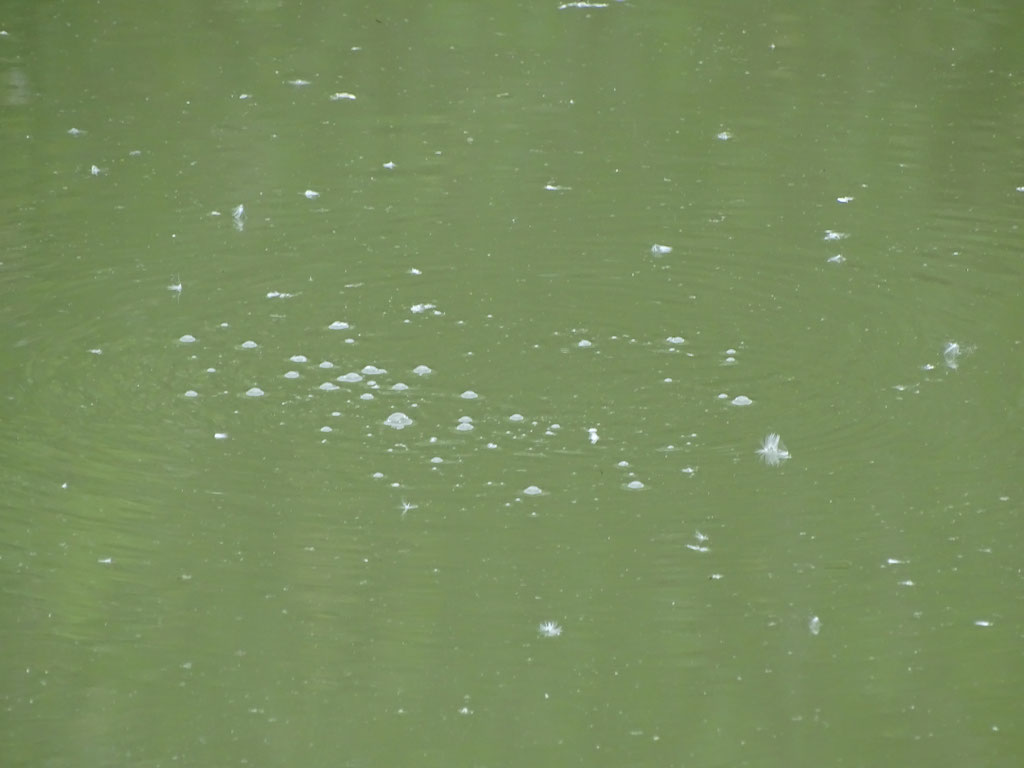 Feeding Carp (photo by Steve Self)