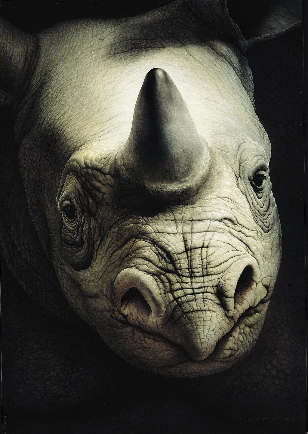 Black Rhinoceros - Carl-W. Röhrig