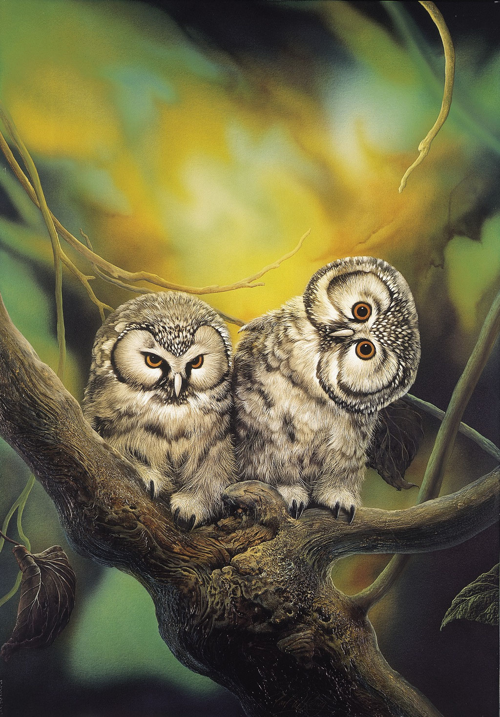 Raufusskäuze - Carl-W. Röhrig