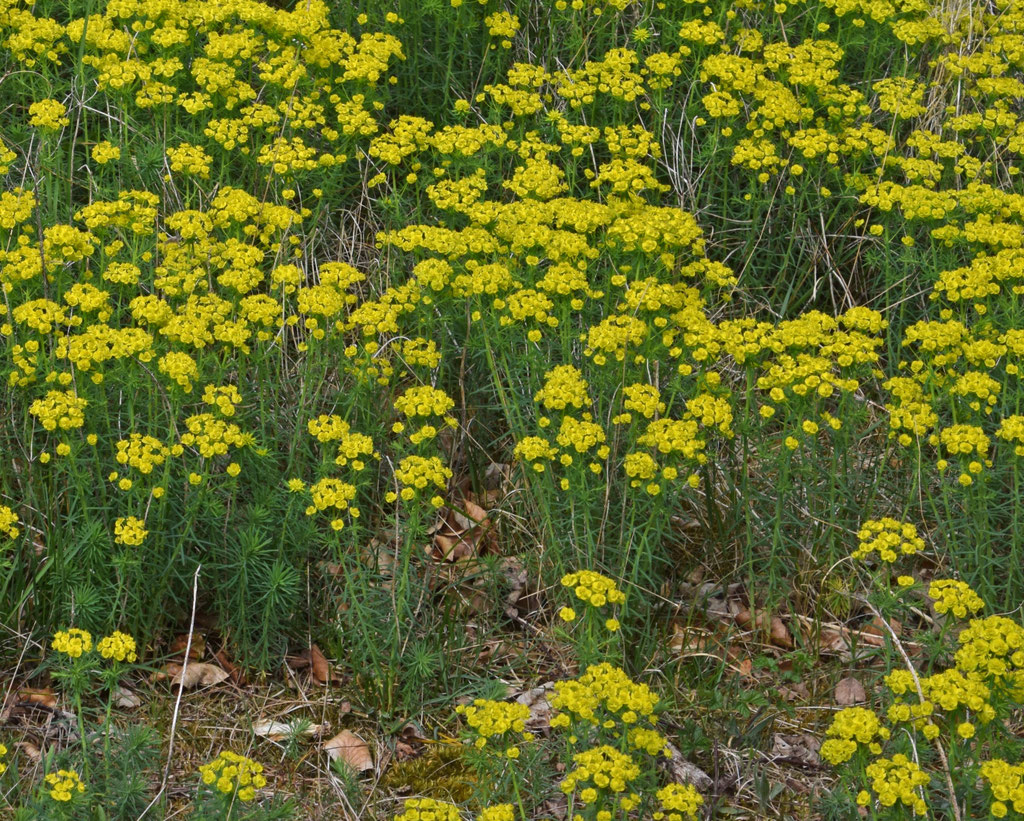 Cipreswolfsmelk, Nationaal park Zuid-Kennermerland