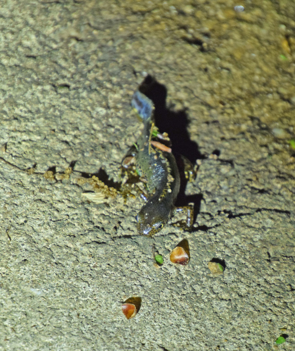 Alpenwatersalamander