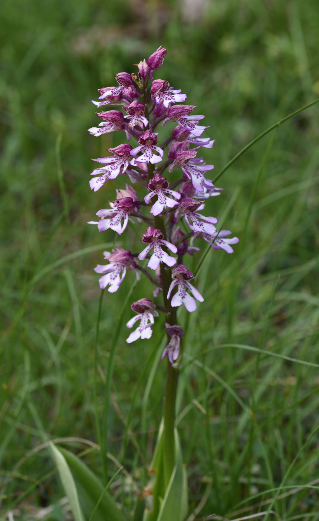 Purperorchis