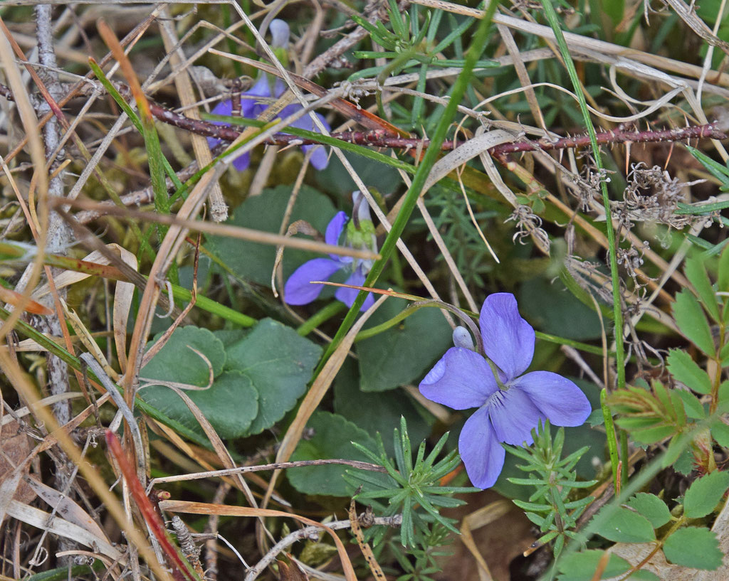 Zandviooltje, Nationaal park Zuid-Kennermerland