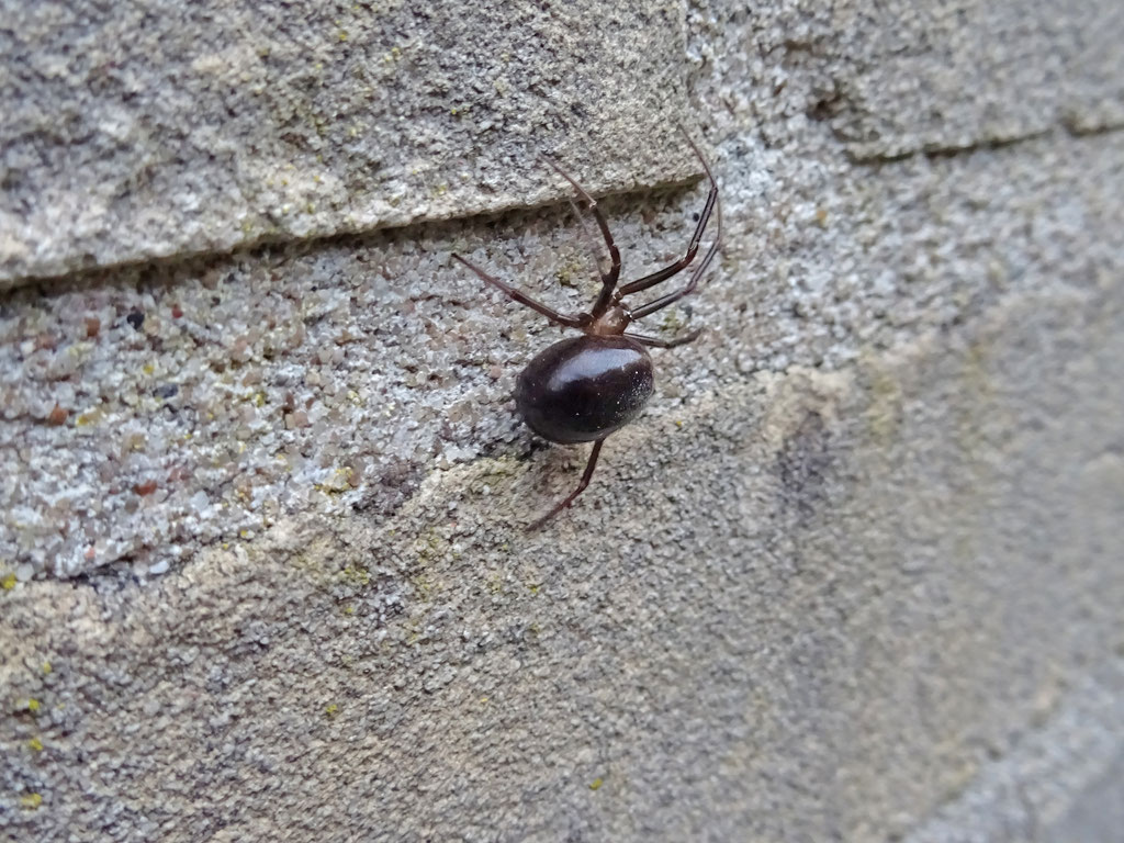 Steatoda grossa - Grote Steatoda