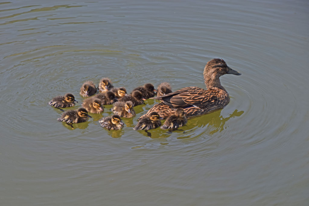 Wilde eend met 12 jongen