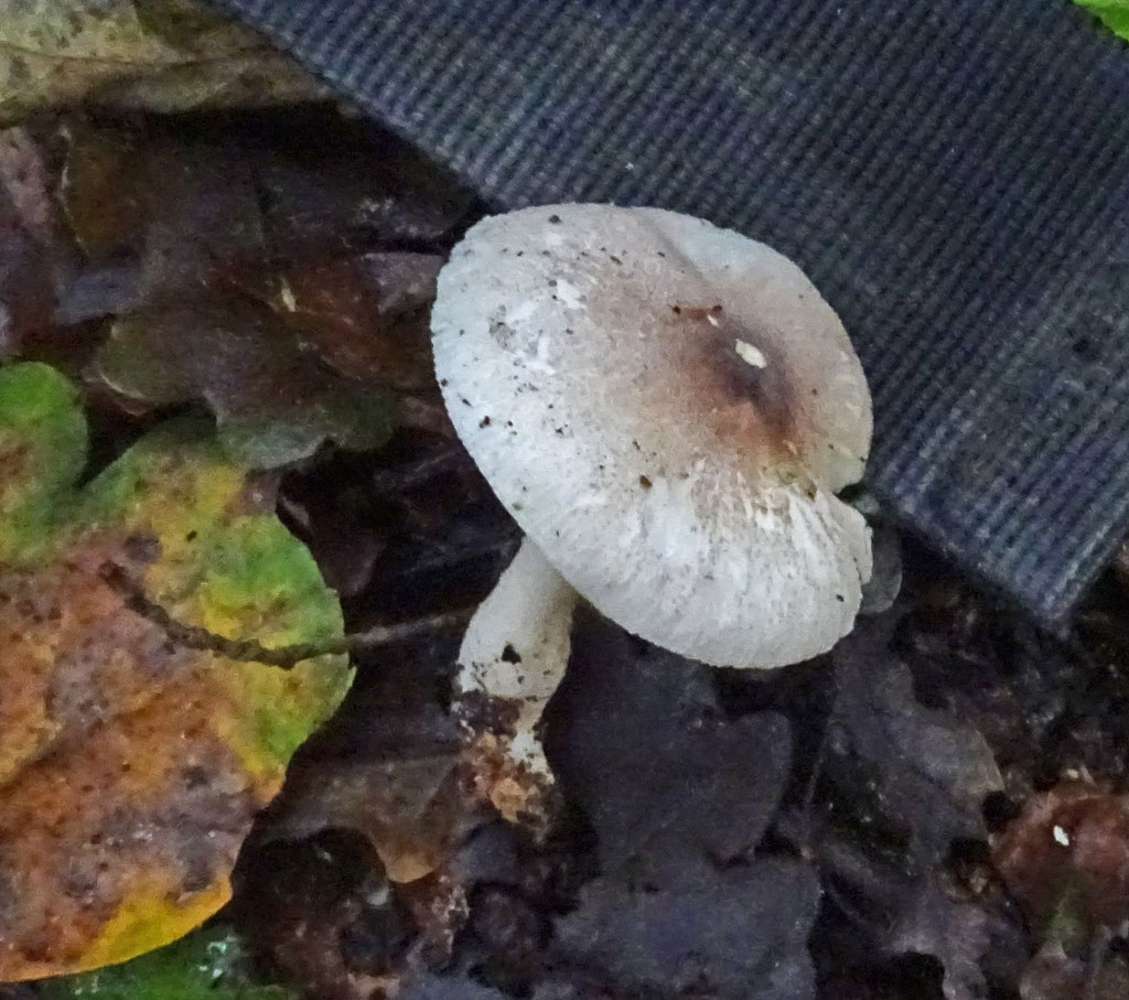 Duinboschampignonparasol