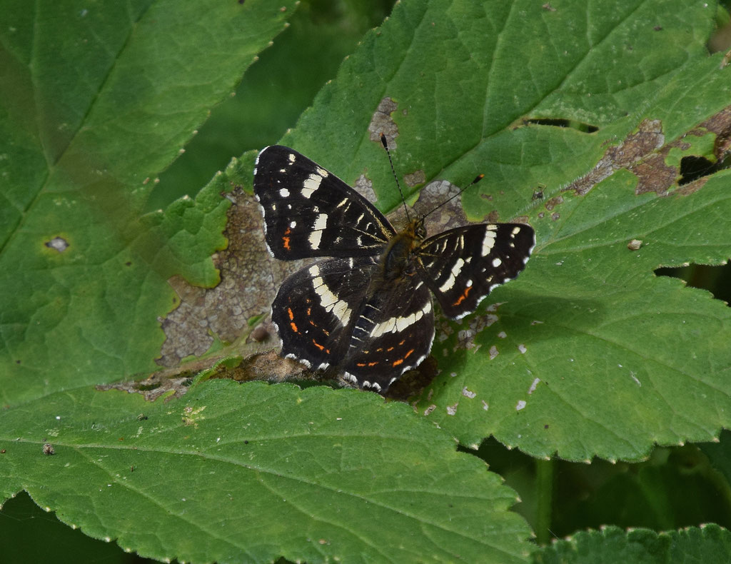 Landkaartje