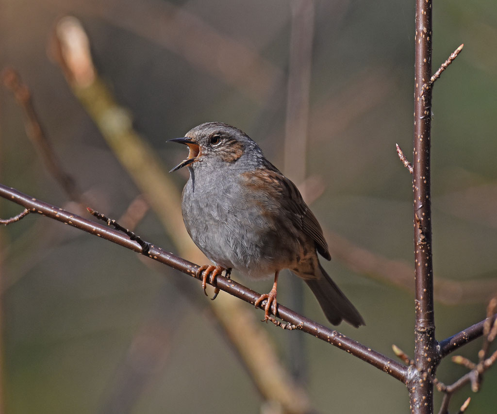 Heggenmus. Crailo