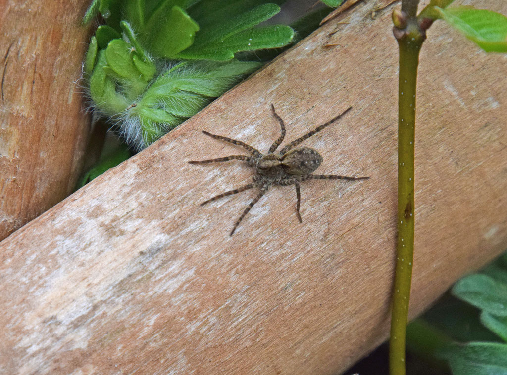 Pardosa armentata - Tuinwolfspin