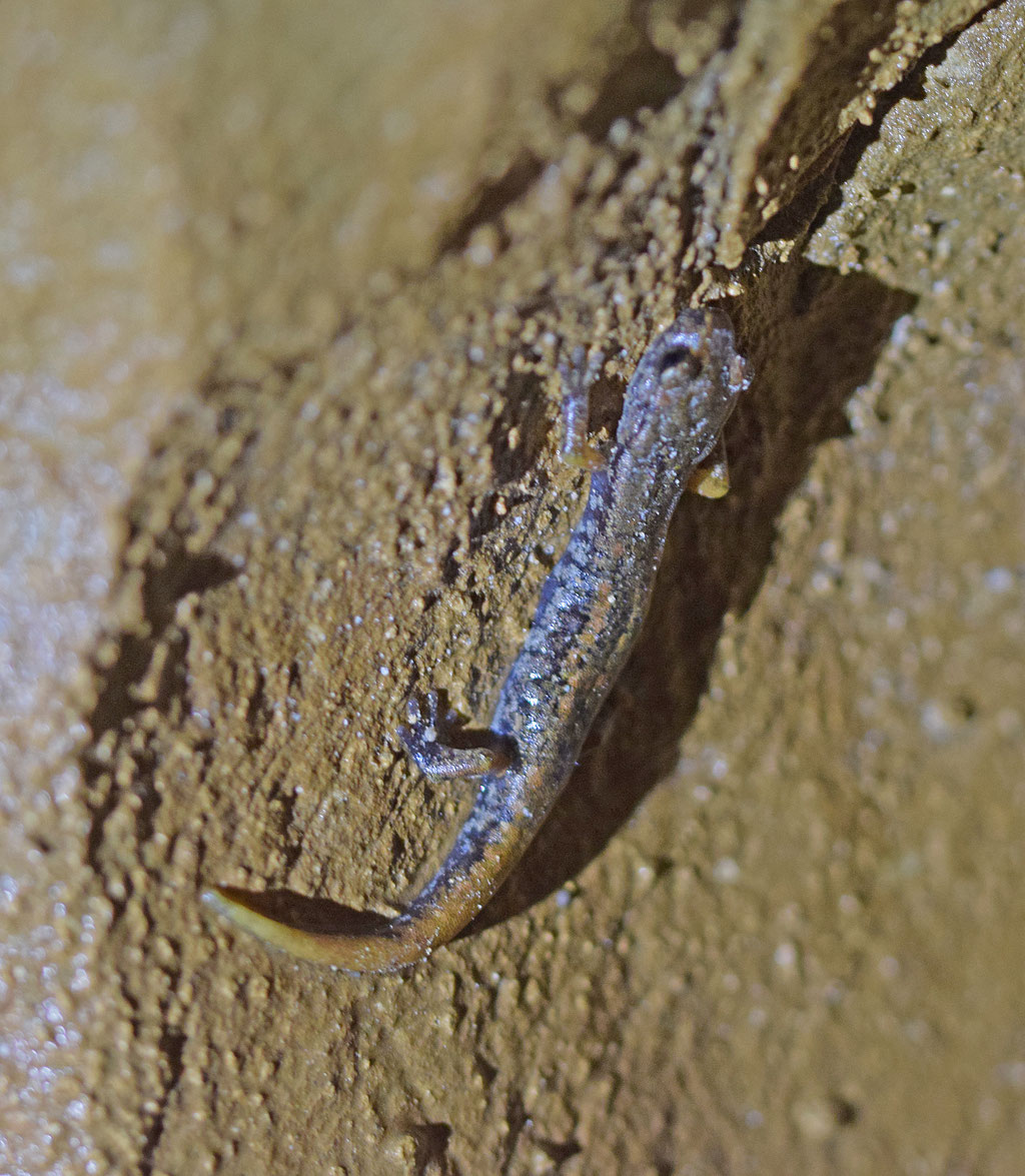 Ligurische Grottensalamander (Speleomantes strinatii)