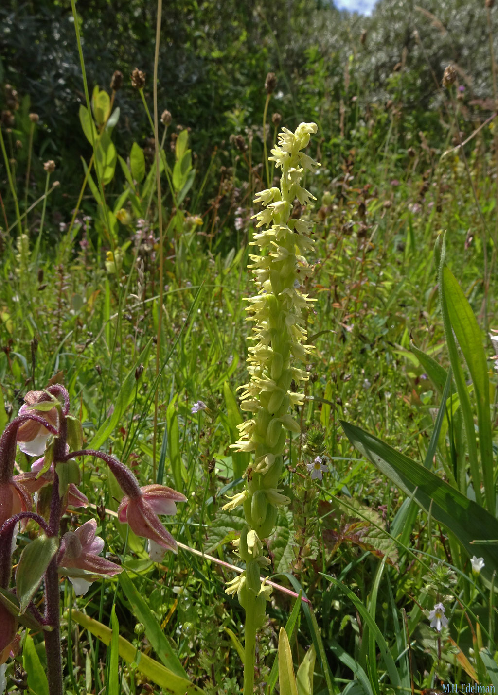 Herminium monorchis - Honingorchis