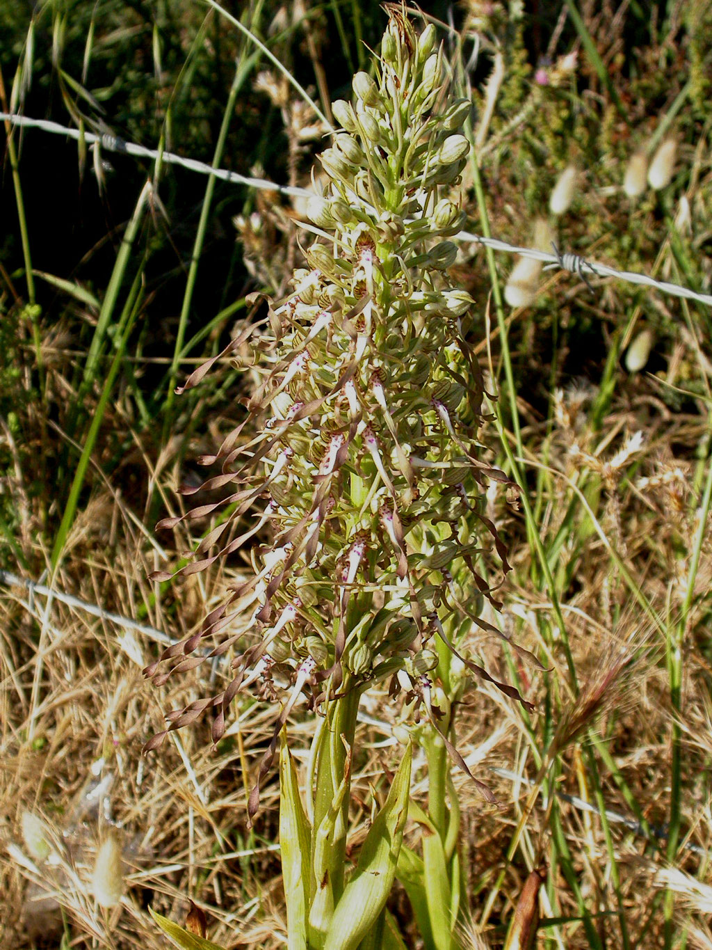 Himantoglossum hircinum - Bokkenorchis