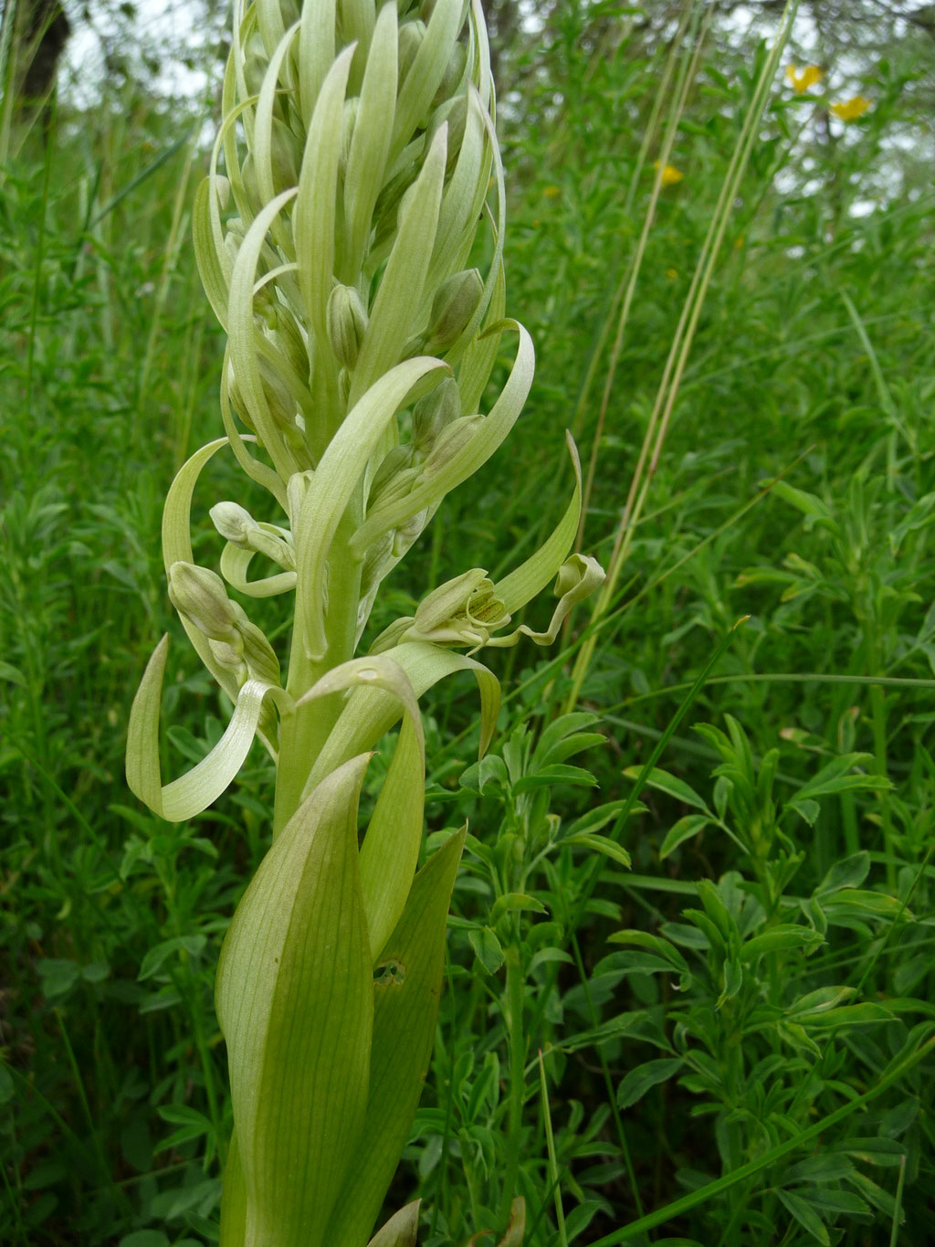 Himantoglossum hircinum - Bokkenorchis