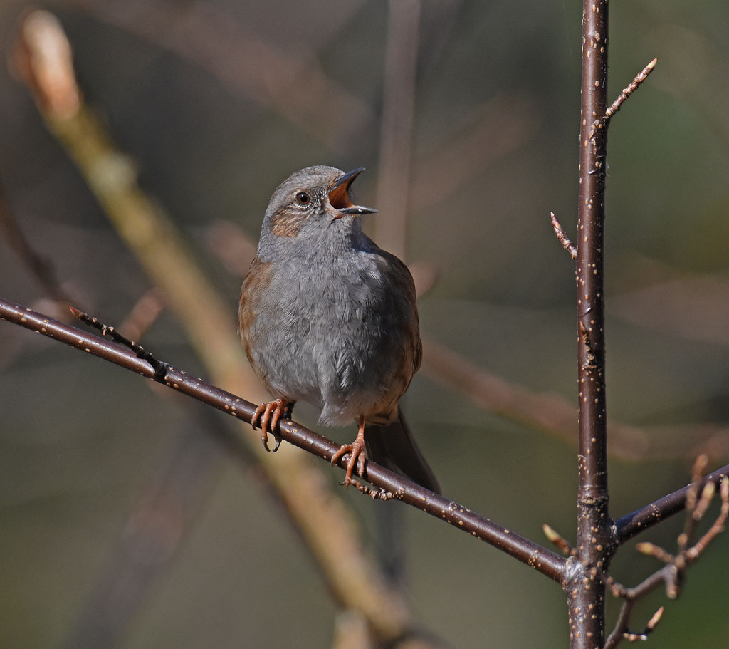 Heggenmus. Crailo