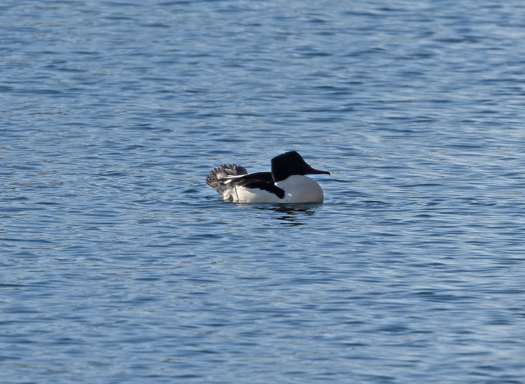 Grote zaagbek