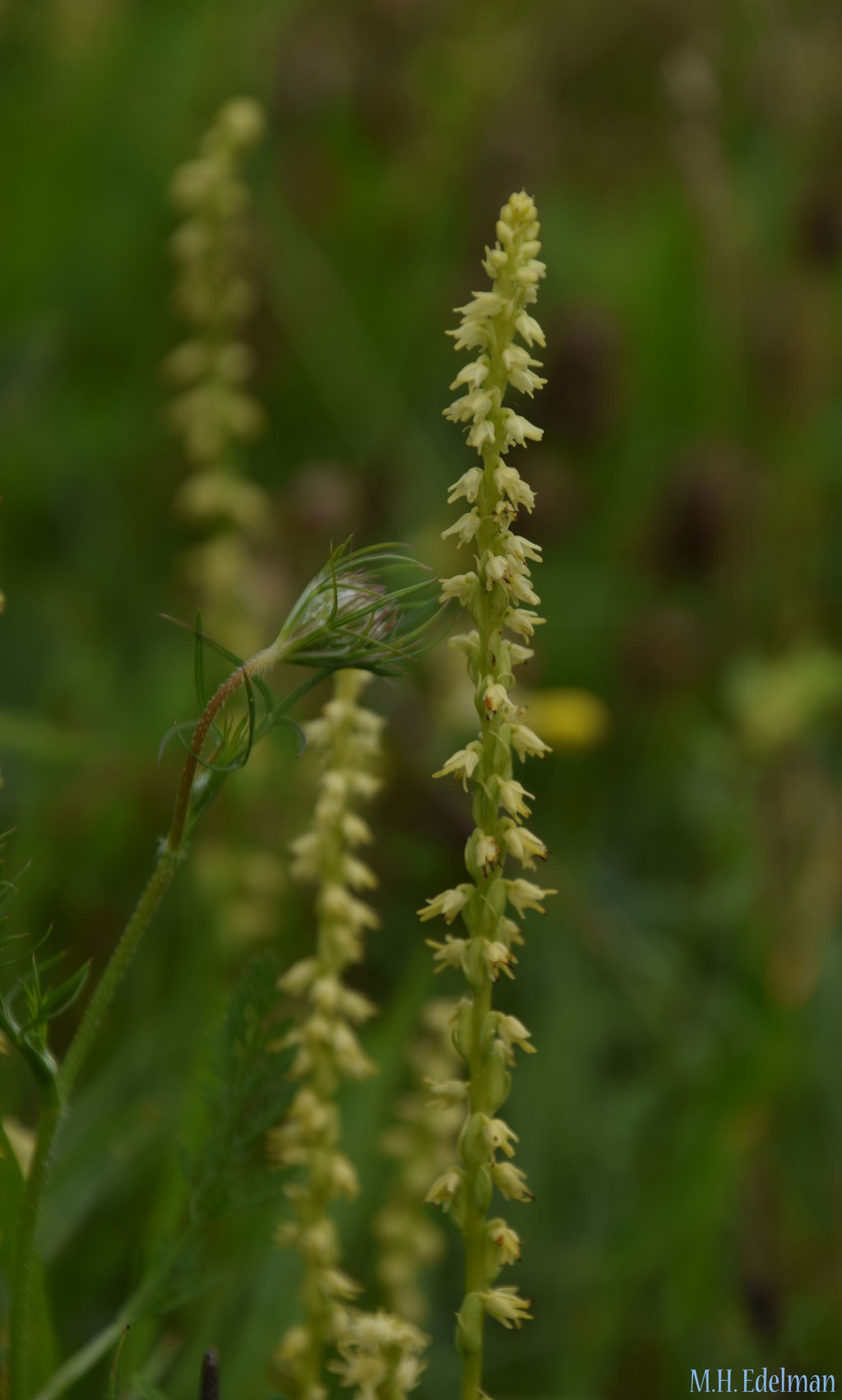 Herminium monorchis - Honingorchis