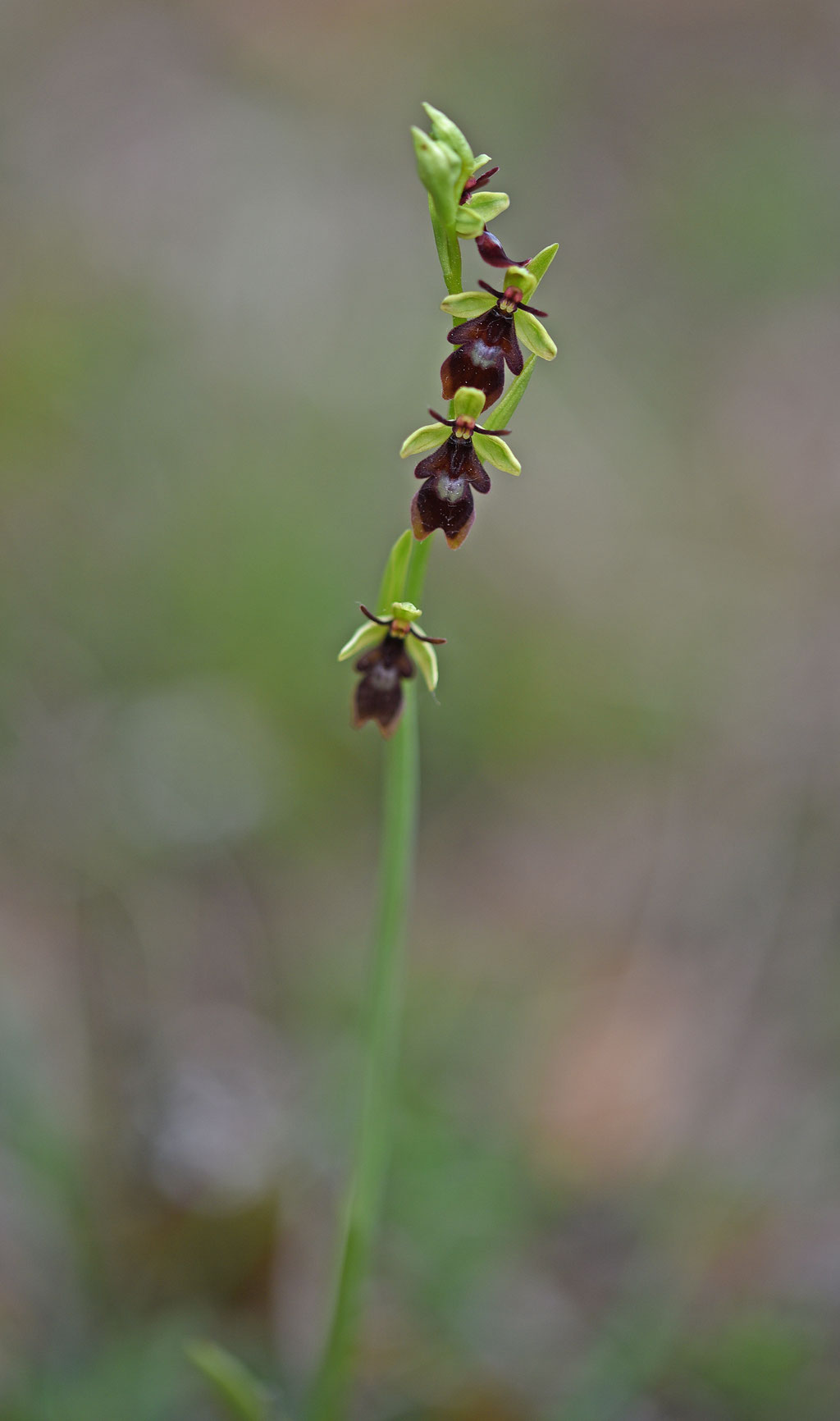 Vliegenorchis