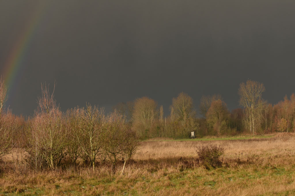 Grijze Wouw