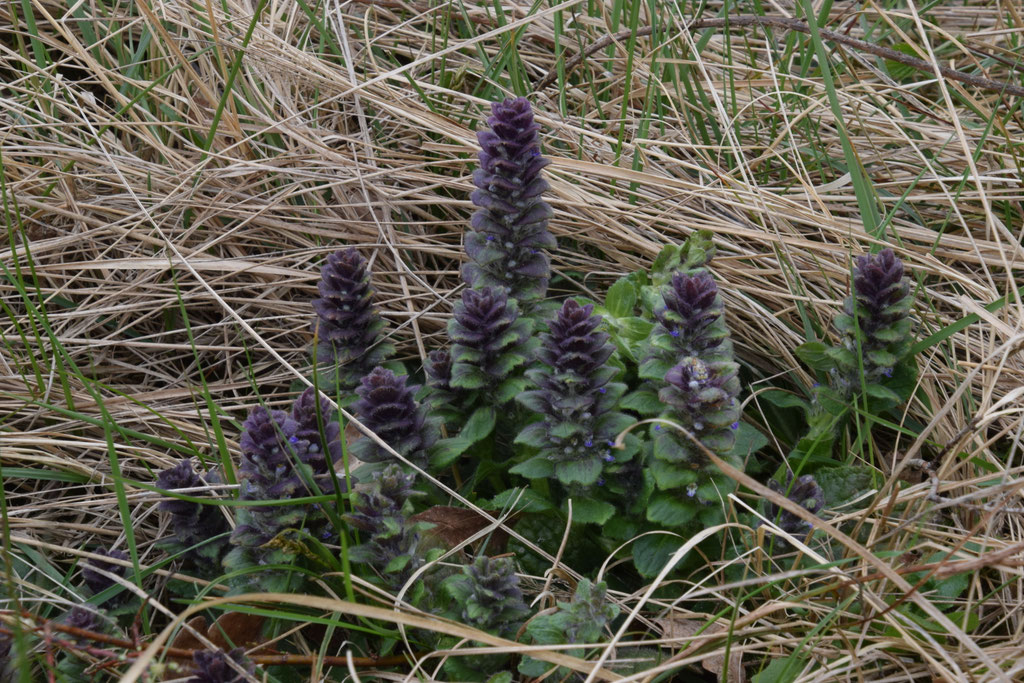 Piramidezenegroen, Noordhollands Duinreservaat Limiet