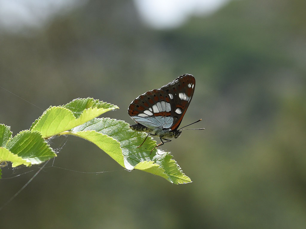 Blauwe IJsvogelvlinder