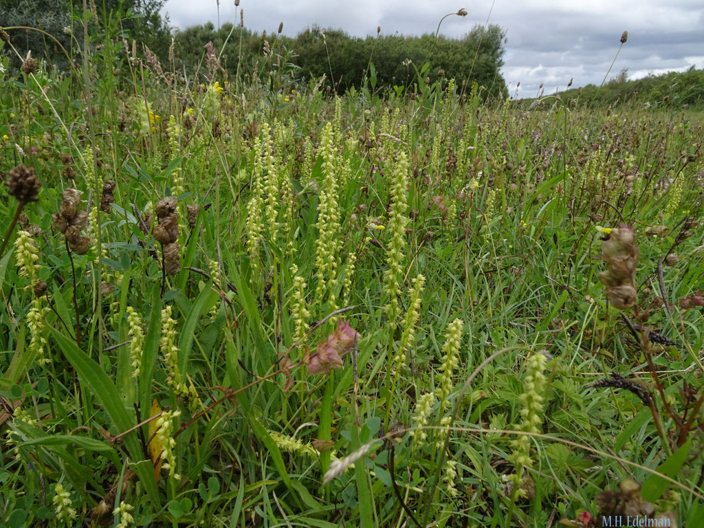 Herminium monorchis - Honingorchis