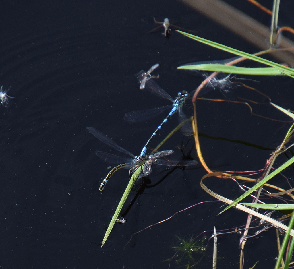 Maanwaterjuffer, paar