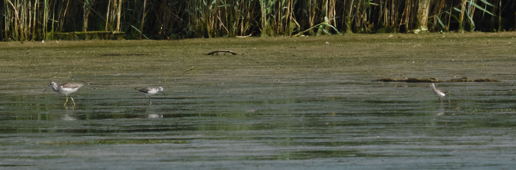 Vlnr Groenpootruiter, Poelruiter en Bosruiter