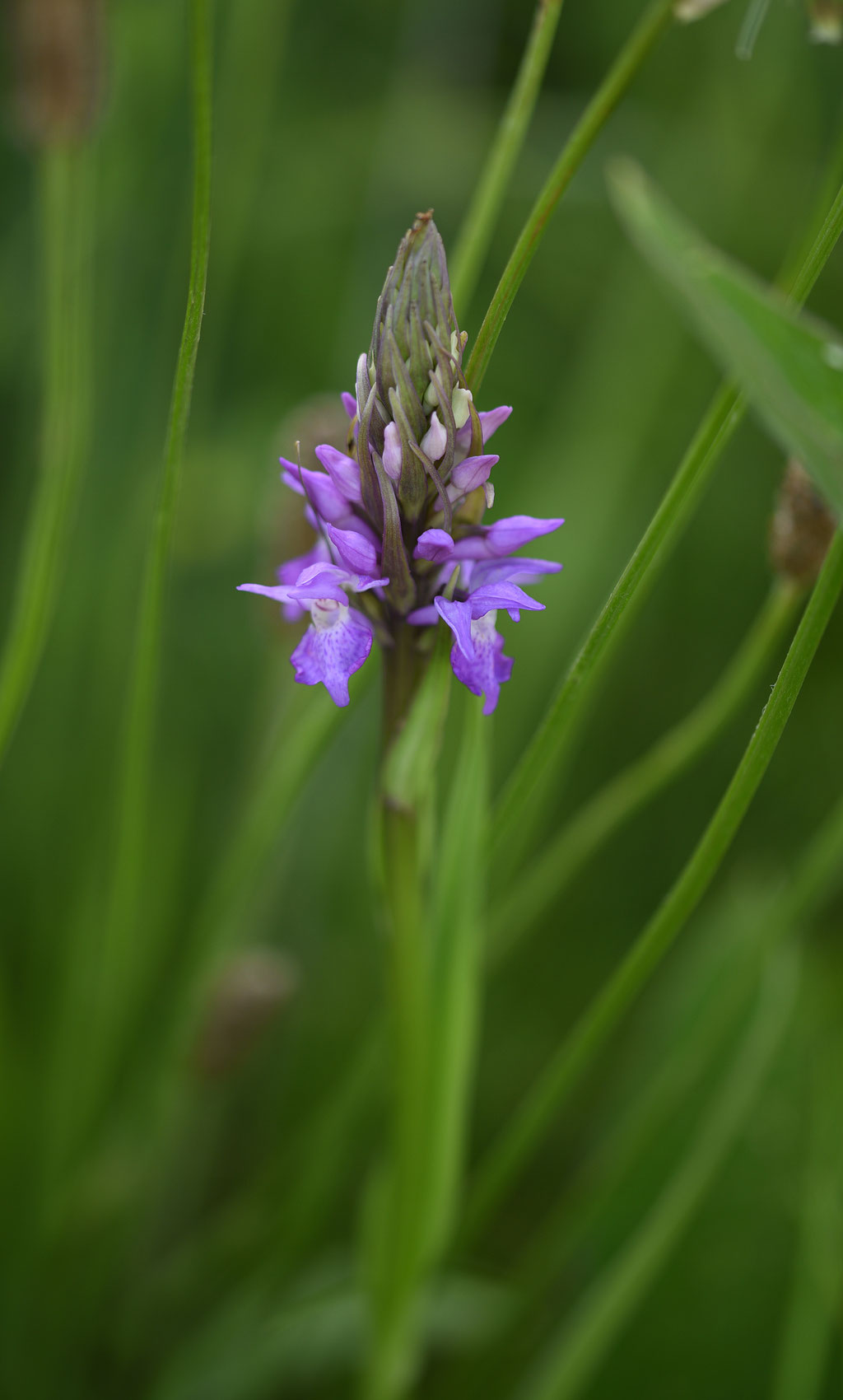 Rietorchis