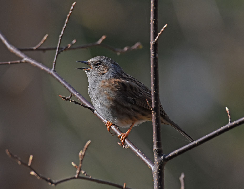 Heggenmus. Crailo