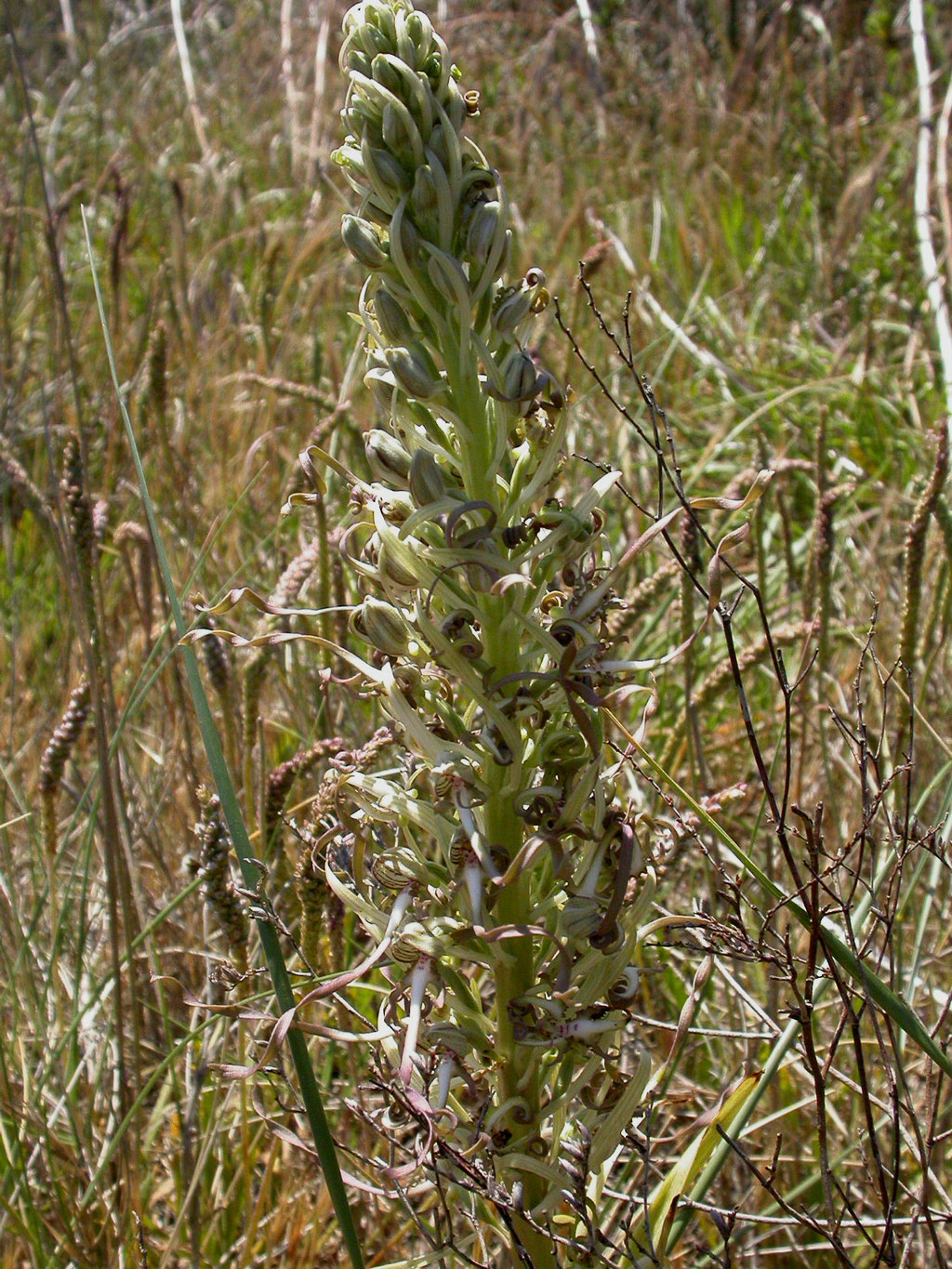 Himantoglossum hircinum - Bokkenorchis