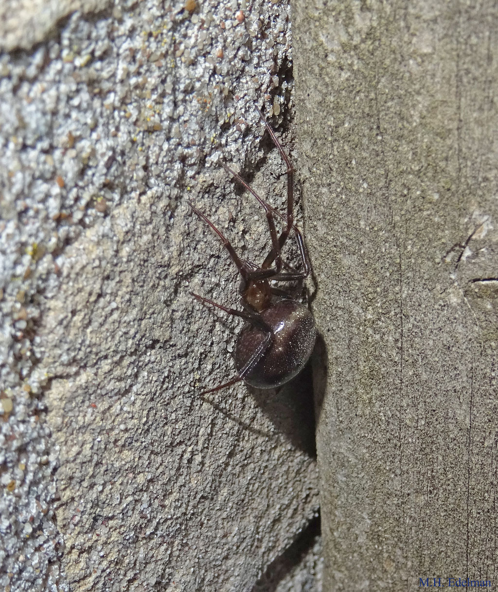 Steatoda grossa - Grote Steatoda