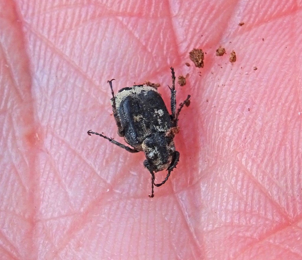 Valgus hemipterus