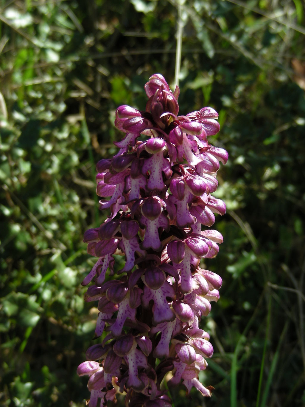 Himantoglossum robertianum - Hyacintorchis