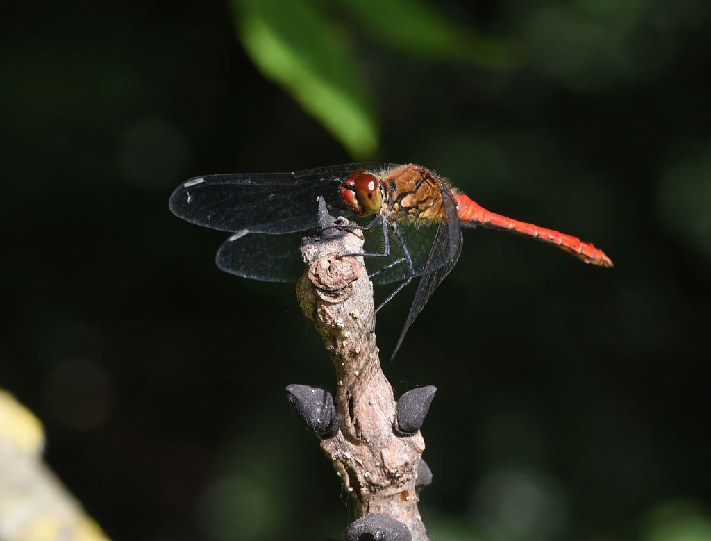 Bloedrode Heidelibel
