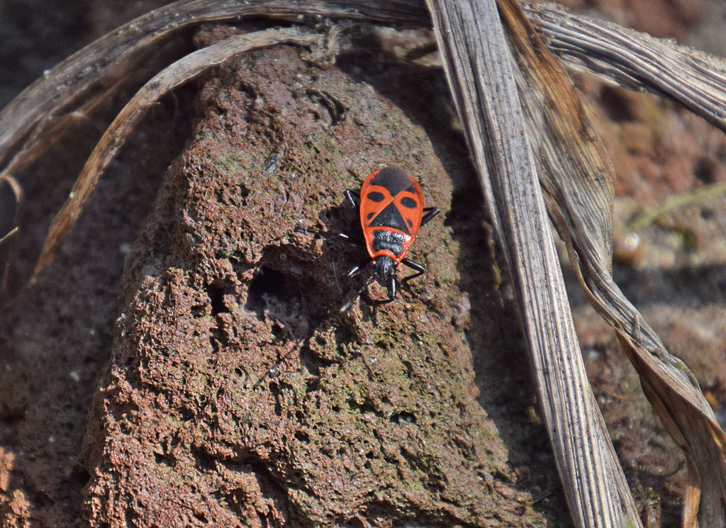 Vuurwants - Pyrrhocoris apterus